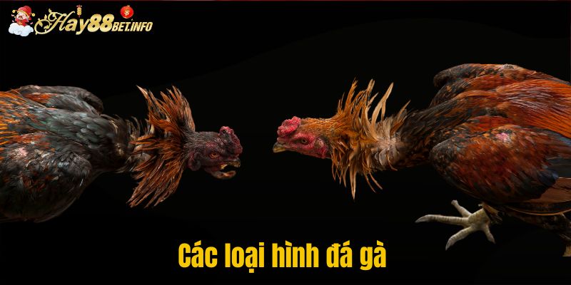 Các loại hình đá gà 