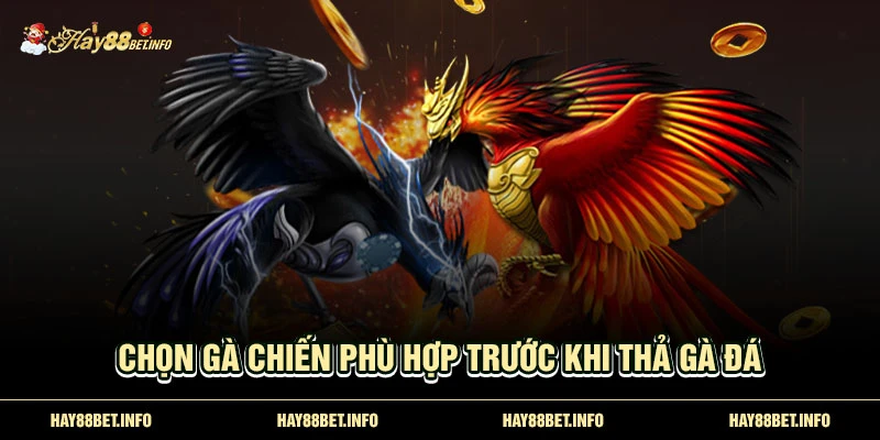 Chọn gà chiến phù hợp trước khi thả gà đá