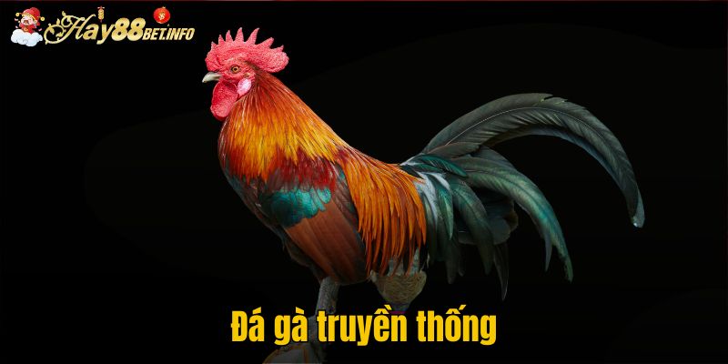 Đá gà truyền thống