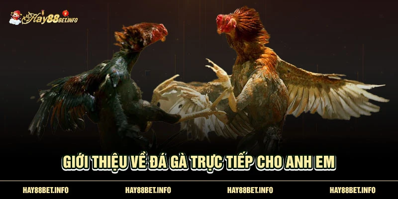 Giới thiệu về đá gà trực tiếp cho anh em