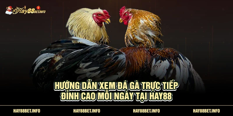 Đá gà trực tiếp