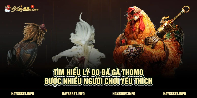 Tìm hiểu lý do Đá gà Thomo được nhiều người chơi yêu thích