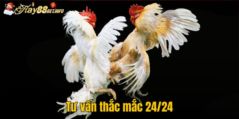 Tư vấn thắc mắc 24/24